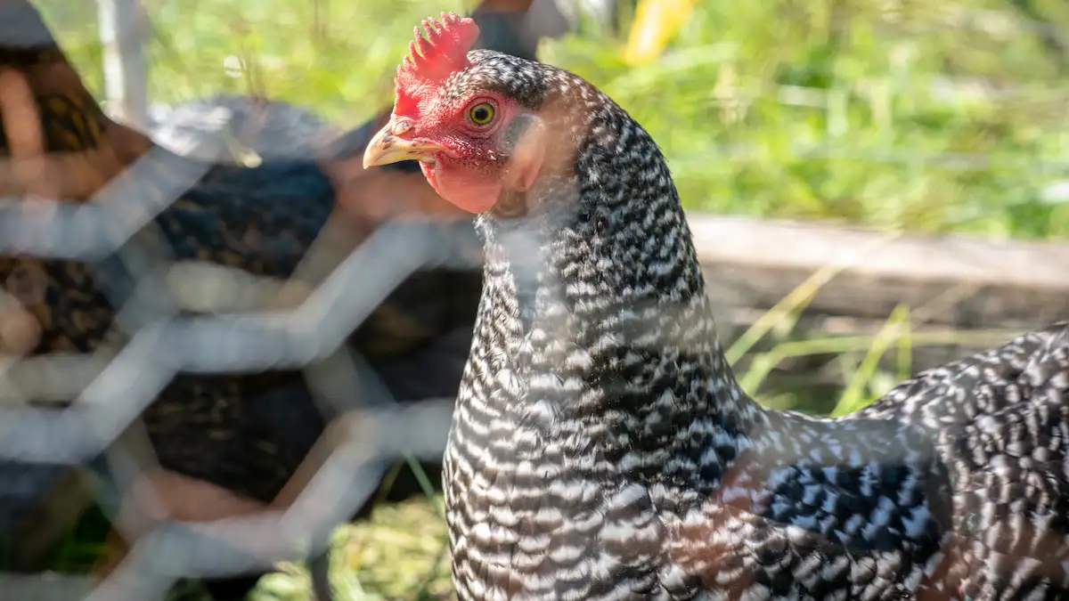 Longview Farm chickens